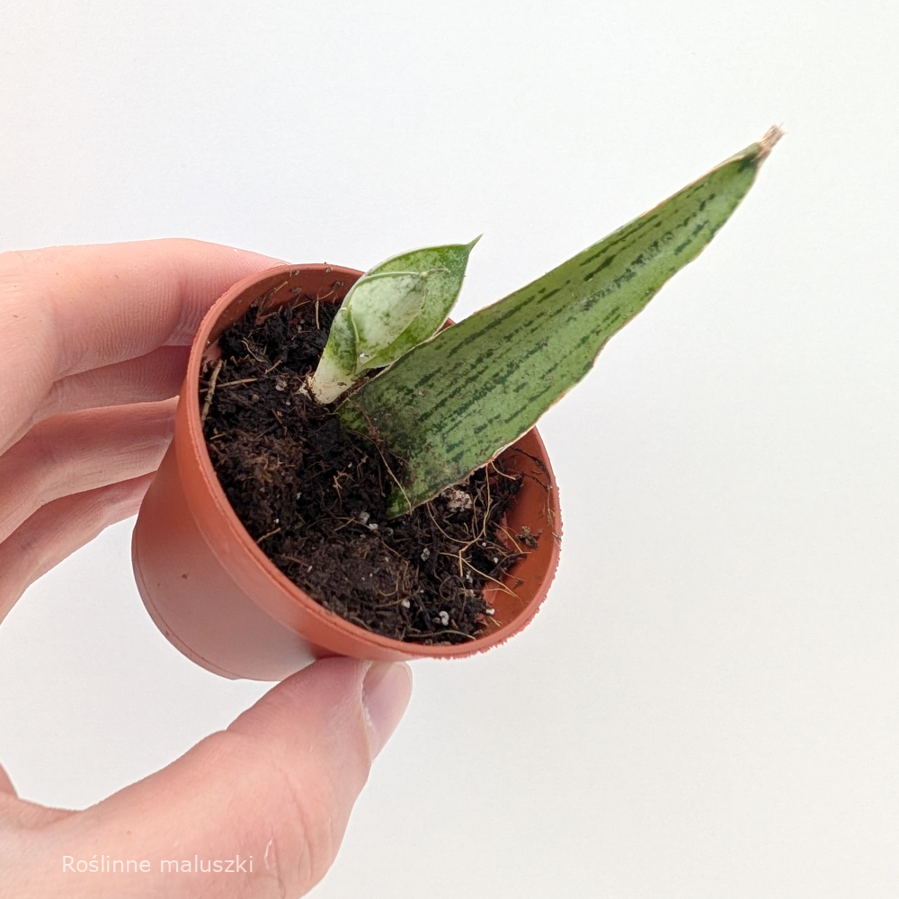 Sansevieria Cinta
