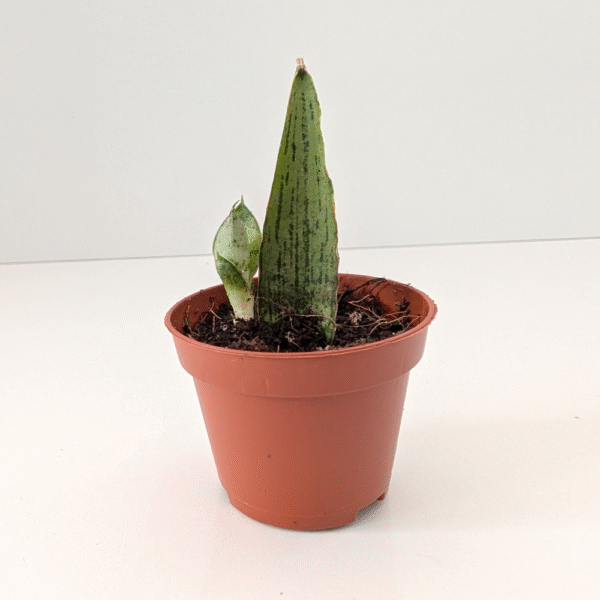 Sansevieria Cinta
