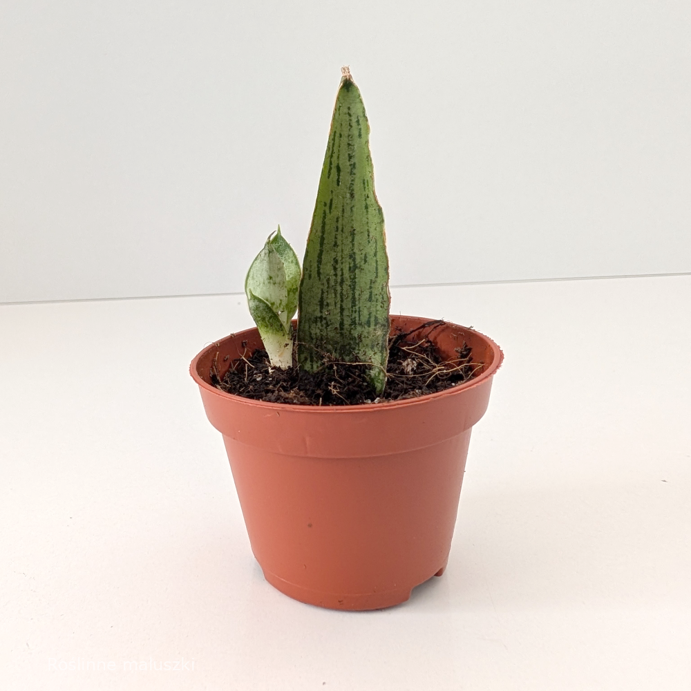 Sansevieria Cinta