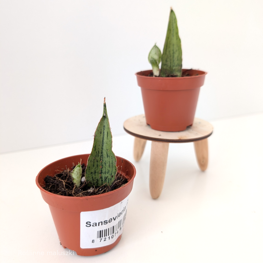 Sansevieria Cinta