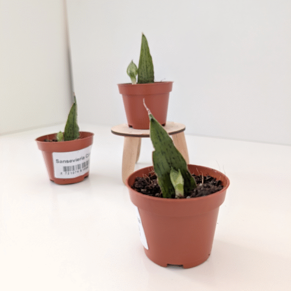 Sansevieria Cinta