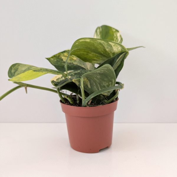 Scindapsus Jade Satin