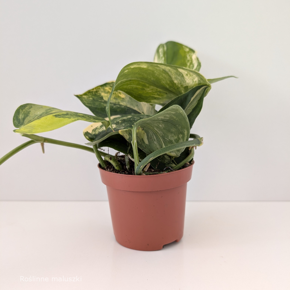 Scindapsus Jade Satin