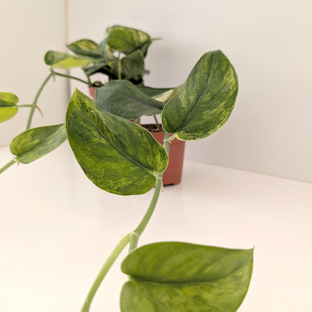 Scindapsus Jade Satin