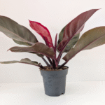 Filodendron Cherry