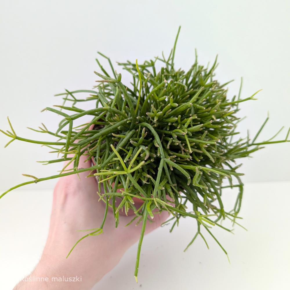 Rhipsalis baccifera Oasis-patyczak