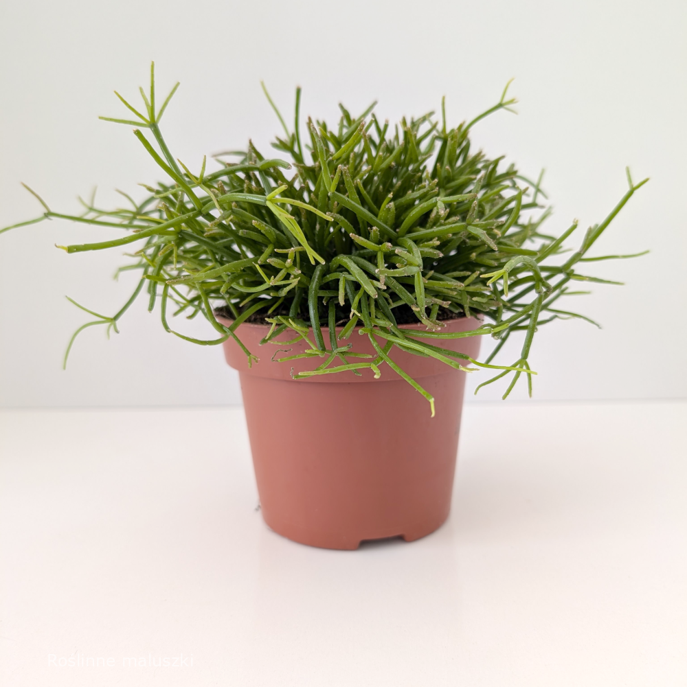 Rhipsalis baccifera Oasis-patyczak