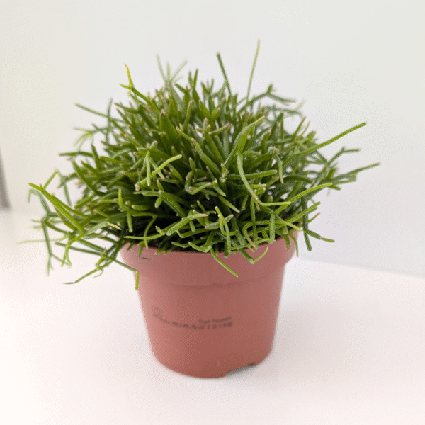 Rhipsalis baccifera Oasis-patyczak Rhipsalis baccifera Oasis-patyczak