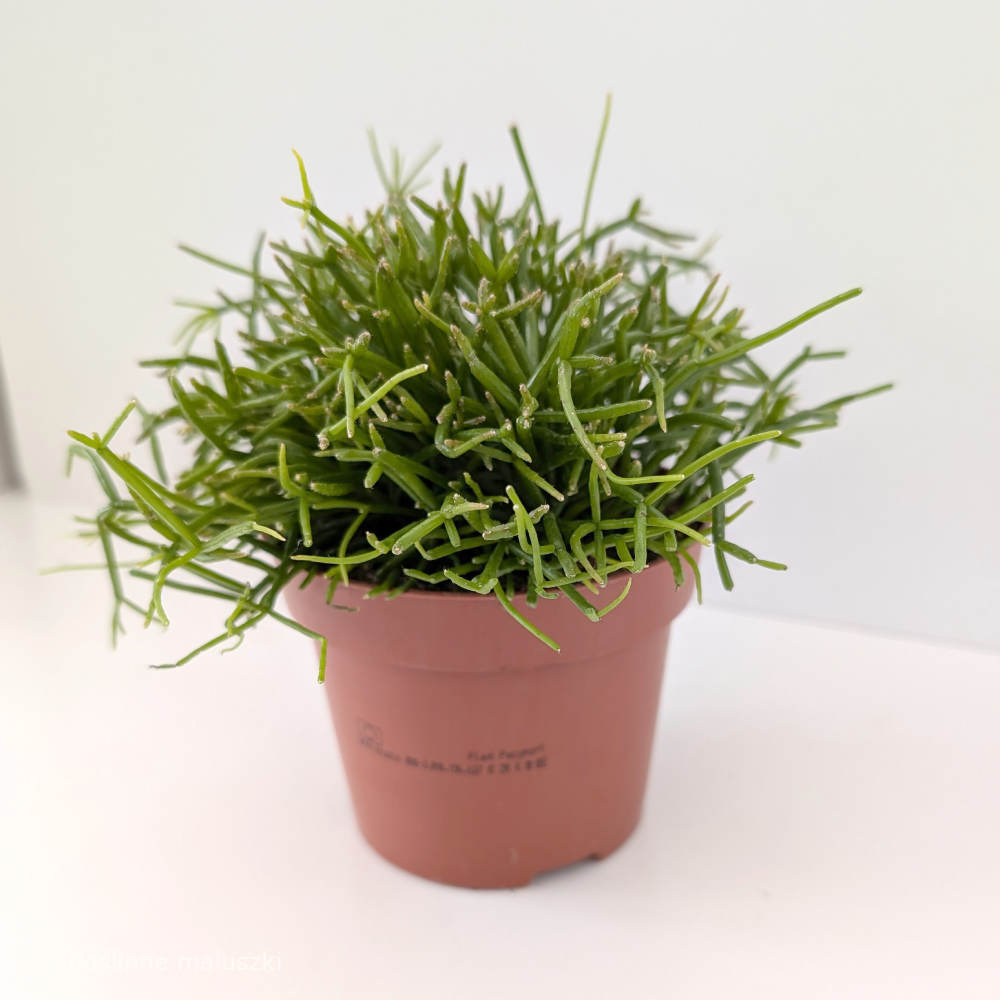 Rhipsalis baccifera Oasis-patyczak