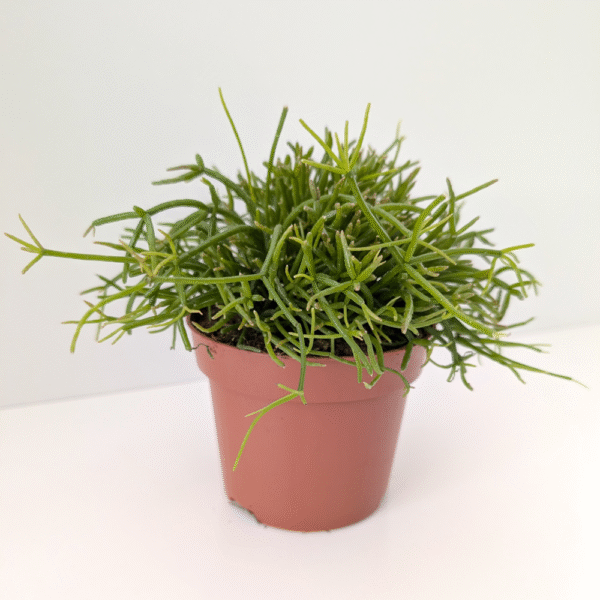 Rhipsalis baccifera Oasis-patyczak