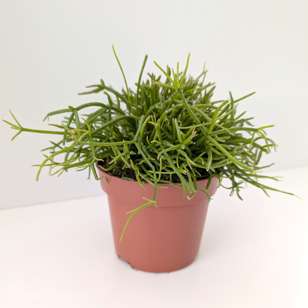 Rhipsalis baccifera Oasis-patyczak