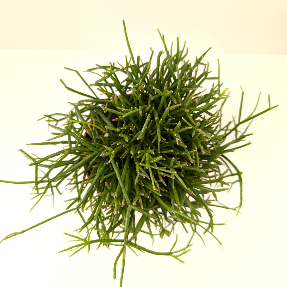 Rhipsalis baccifera Oasis-patyczak