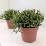 Rhipsalis Burchellii (patyczak)