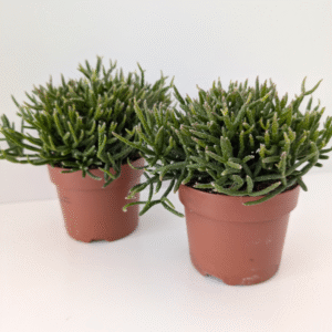 Rhipsalis Burchellii (patyczak)