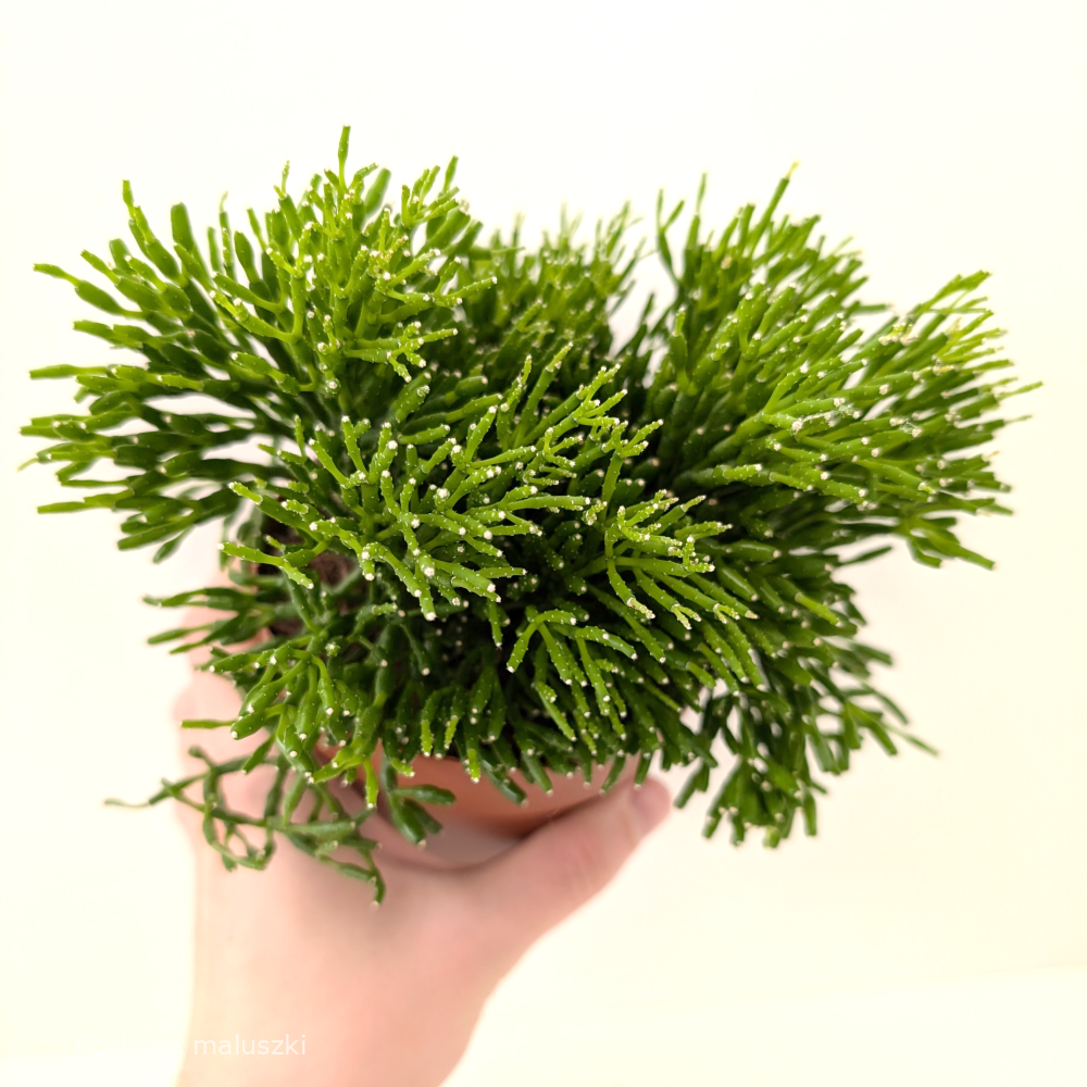 Rhipsalis Hatiora (patyczak)