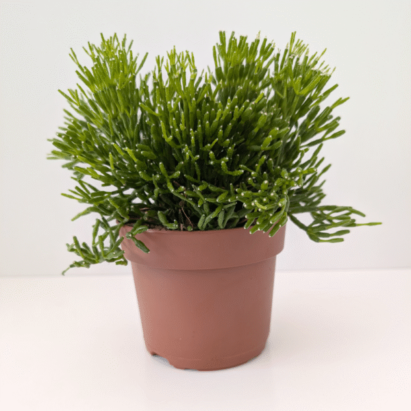 Rhipsalis Hatiora (patyczak)