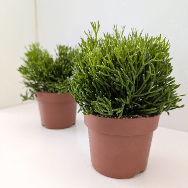 Rhipsalis Hatiora (patyczak) Rhipsalis Hatiora (patyczak)