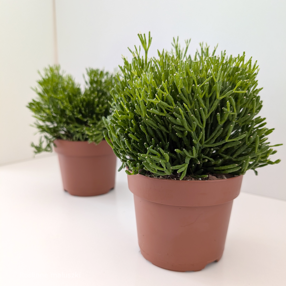 Rhipsalis Hatiora (patyczak)