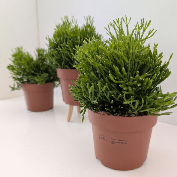 Rhipsalis Hatiora (patyczak)