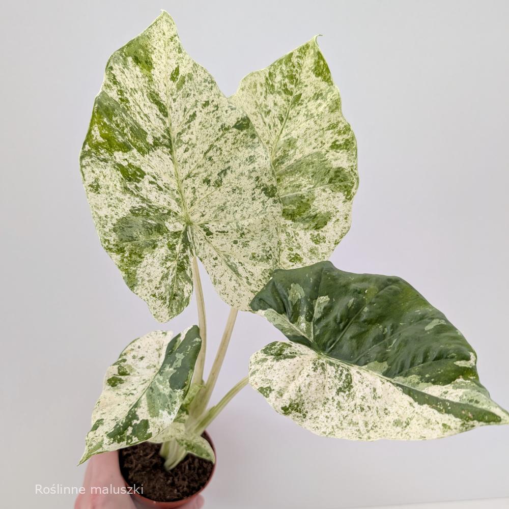 Alokazja Odora Batik variegata
