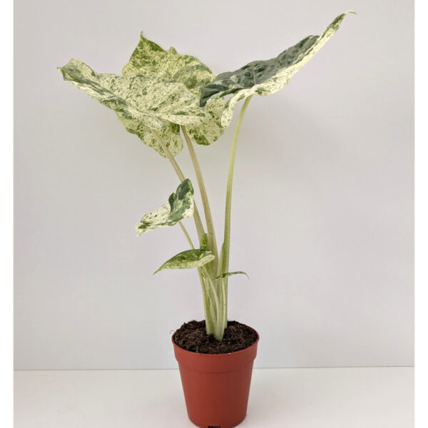 Alokazja Odora Batik variegata