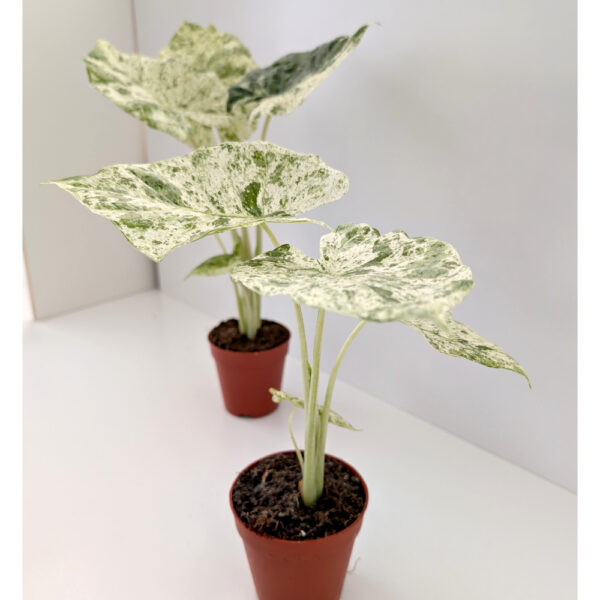 Alokazja Odora Batik variegata