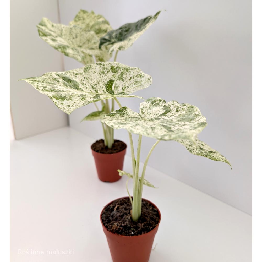 Alokazja Odora Batik variegata
