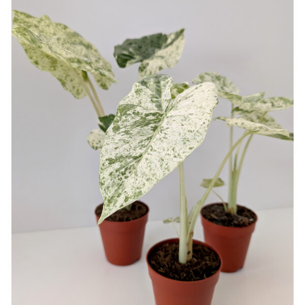 Alokazja Odora Batik variegata