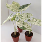 Alokazja Odora Batik variegata