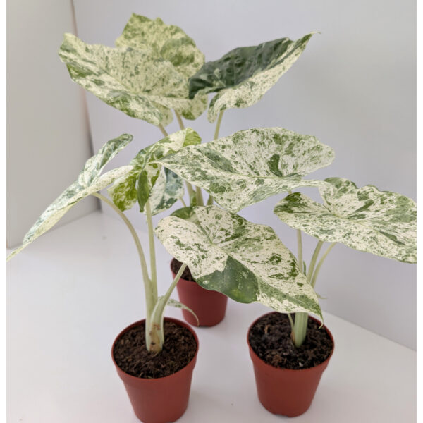 Alokazja Odora Batik variegata