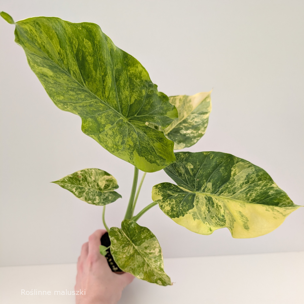 Alocasia Odora variegata Yellow