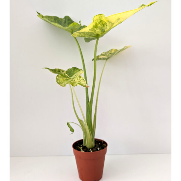 Alocasia Odora variegata Yellow