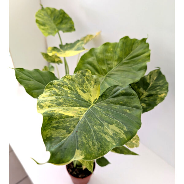 Alocasia Odora variegata Yellow