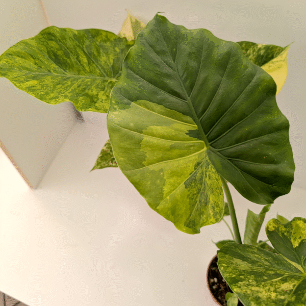 Alocasia Odora variegata Yellow