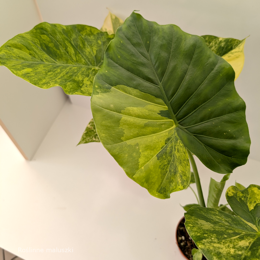 Alocasia Odora variegata Yellow