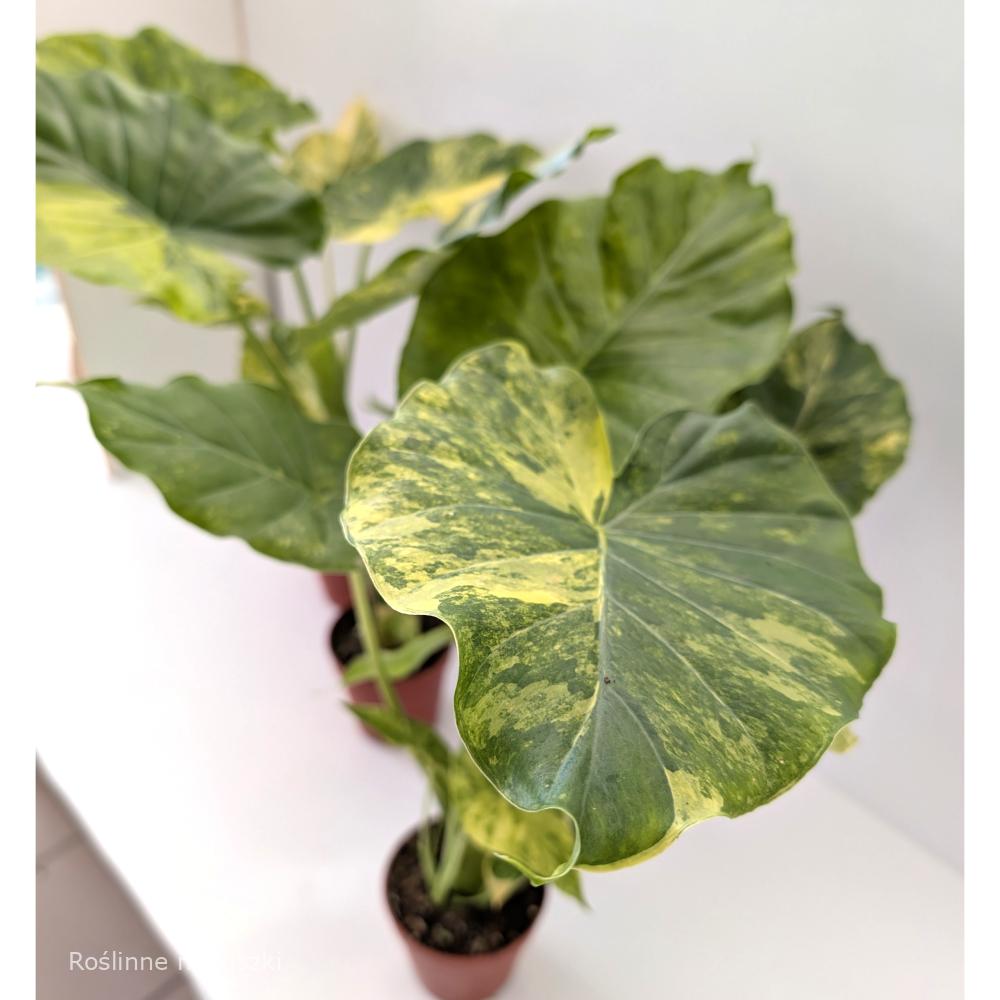 Alocasia Odora variegata Yellow