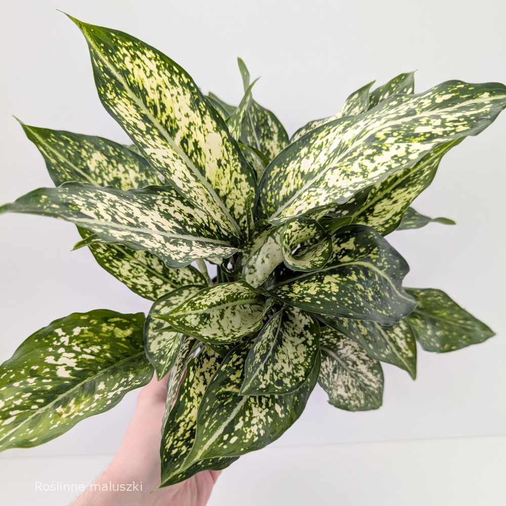 Aglaonema Snow White