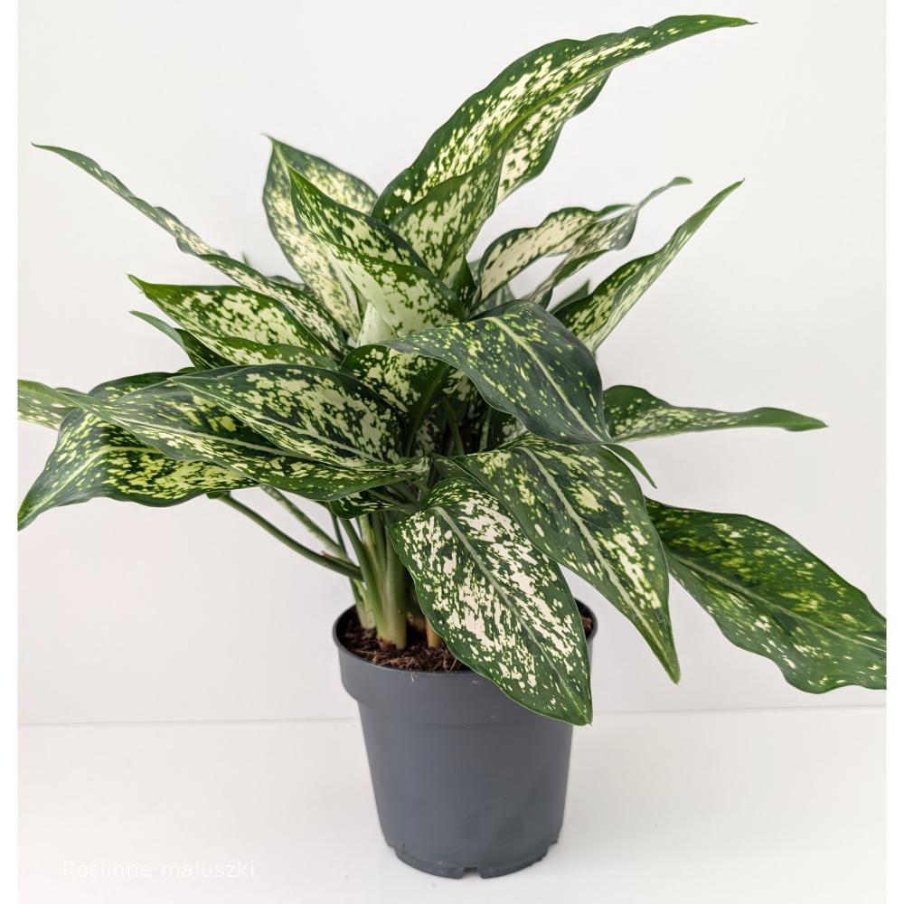 Aglaonema Snow White