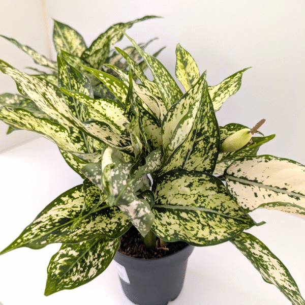 Aglaonema Snow White