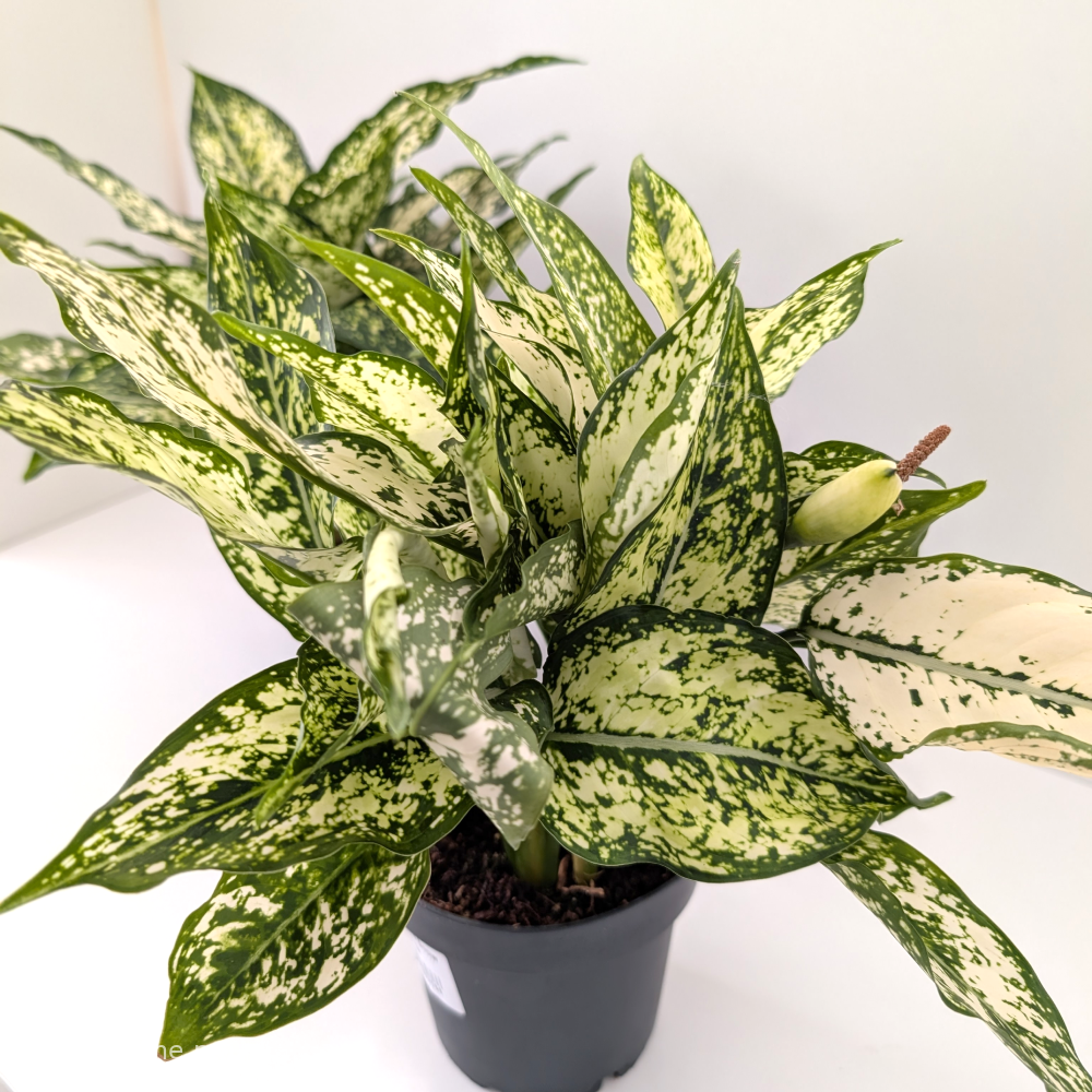 Aglaonema Snow White