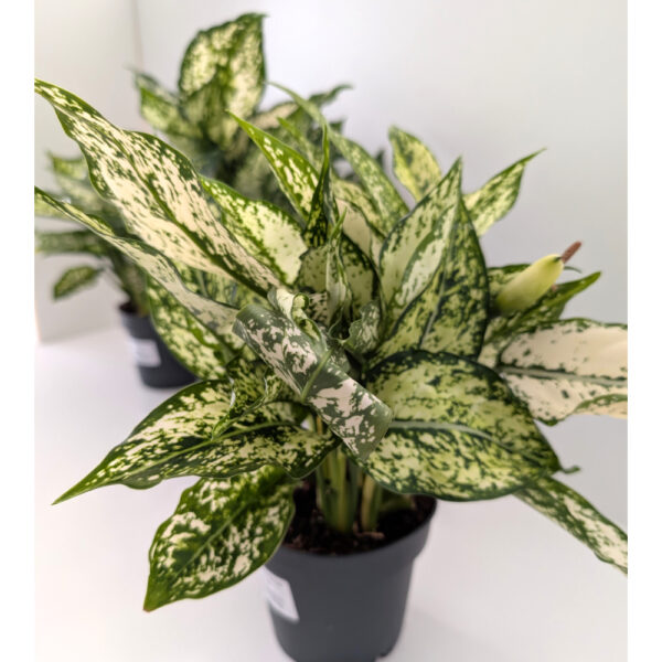 Aglaonema Snow White