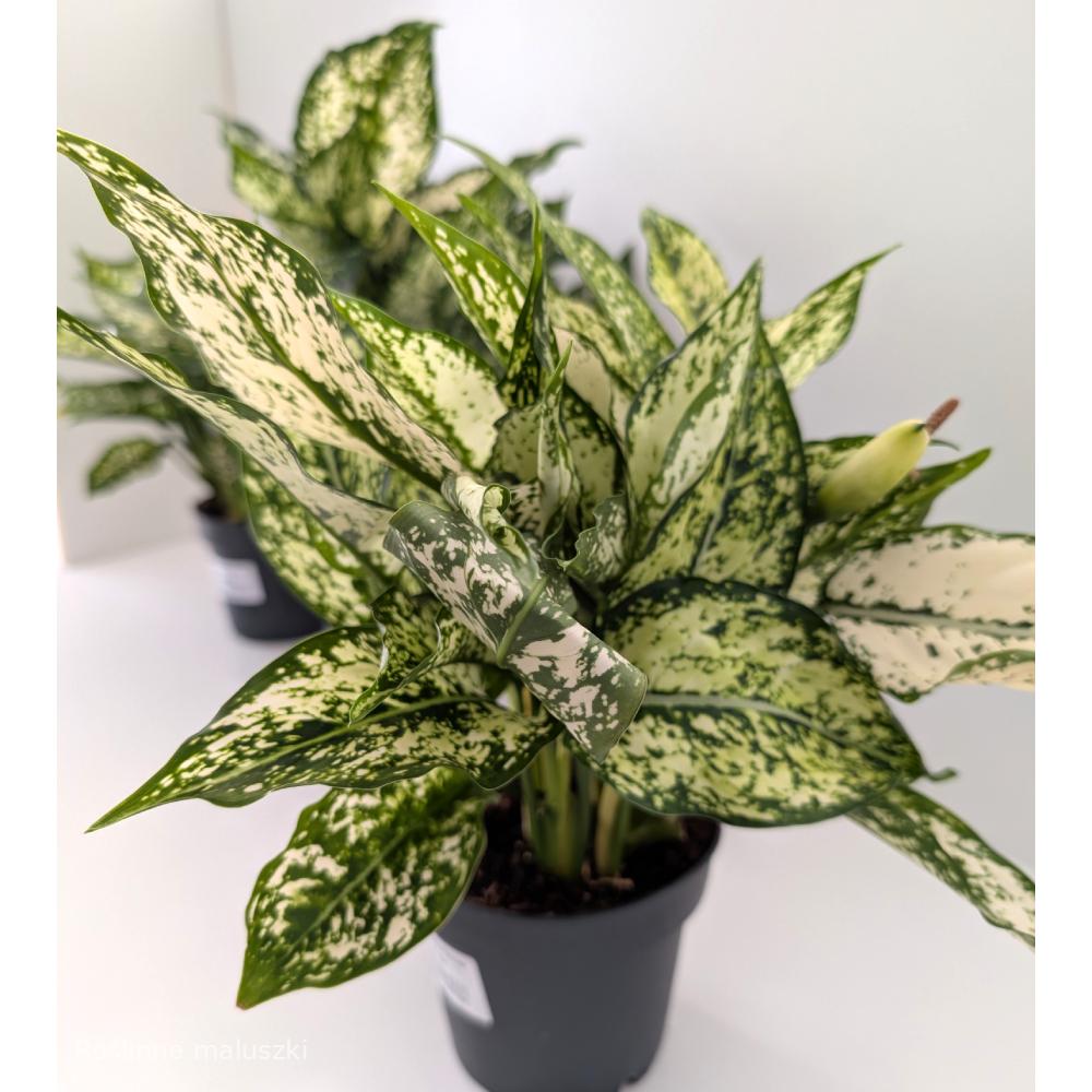 Aglaonema Snow White