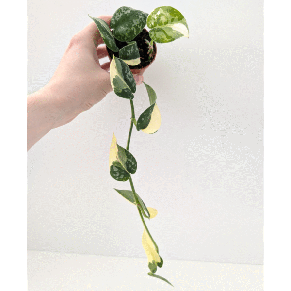 Scindapsus Mayari Variegata