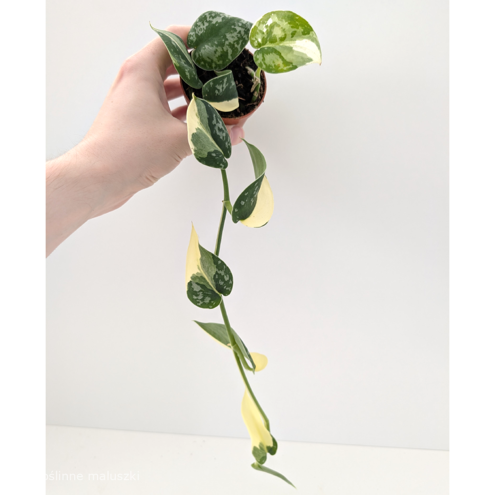 Scindapsus Mayari Variegata