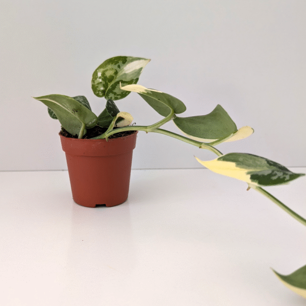 Scindapsus Mayari Variegata