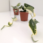 Scindapsus Mayari Variegata