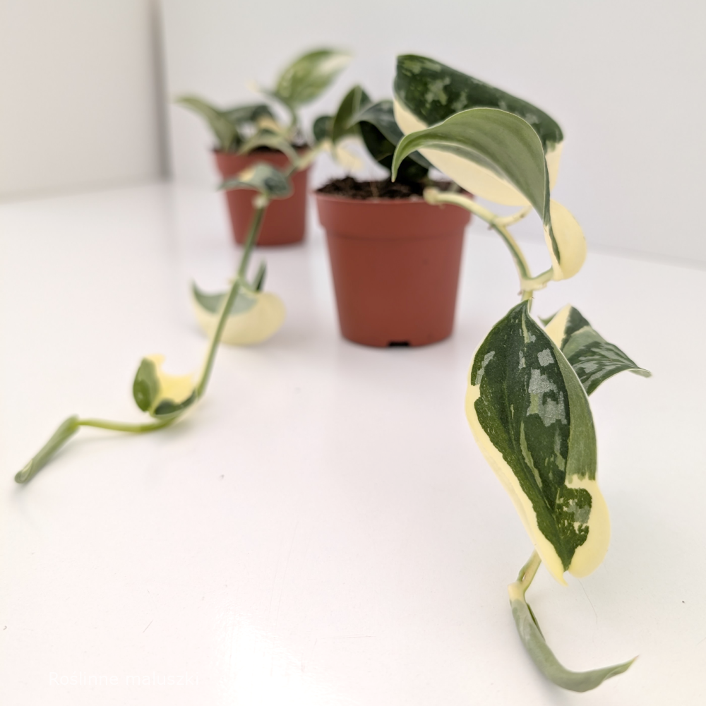 Scindapsus Mayari Variegata