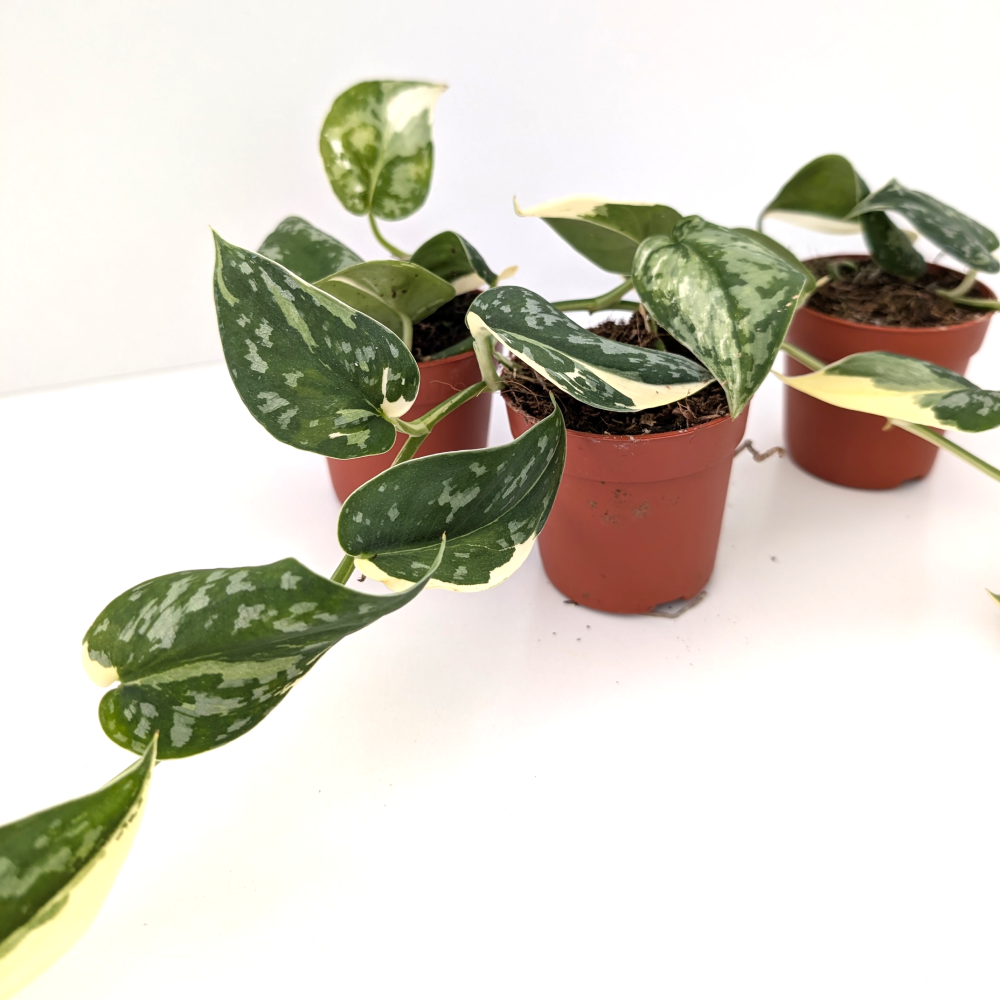 Scindapsus Mayari Variegata