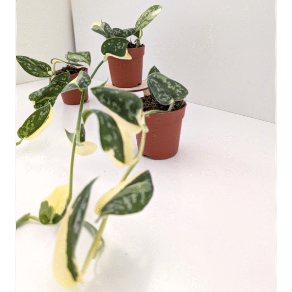 Scindapsus Mayari Variegata