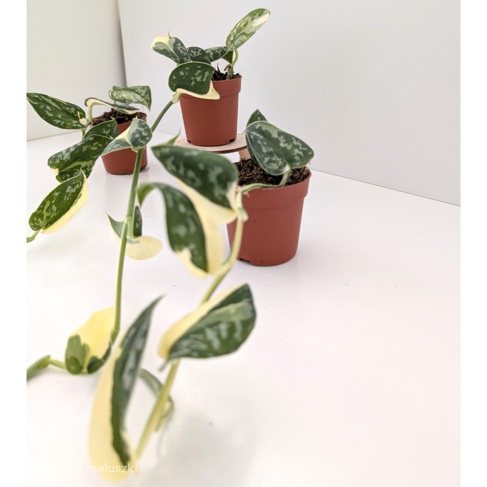 Scindapsus Mayari Variegata